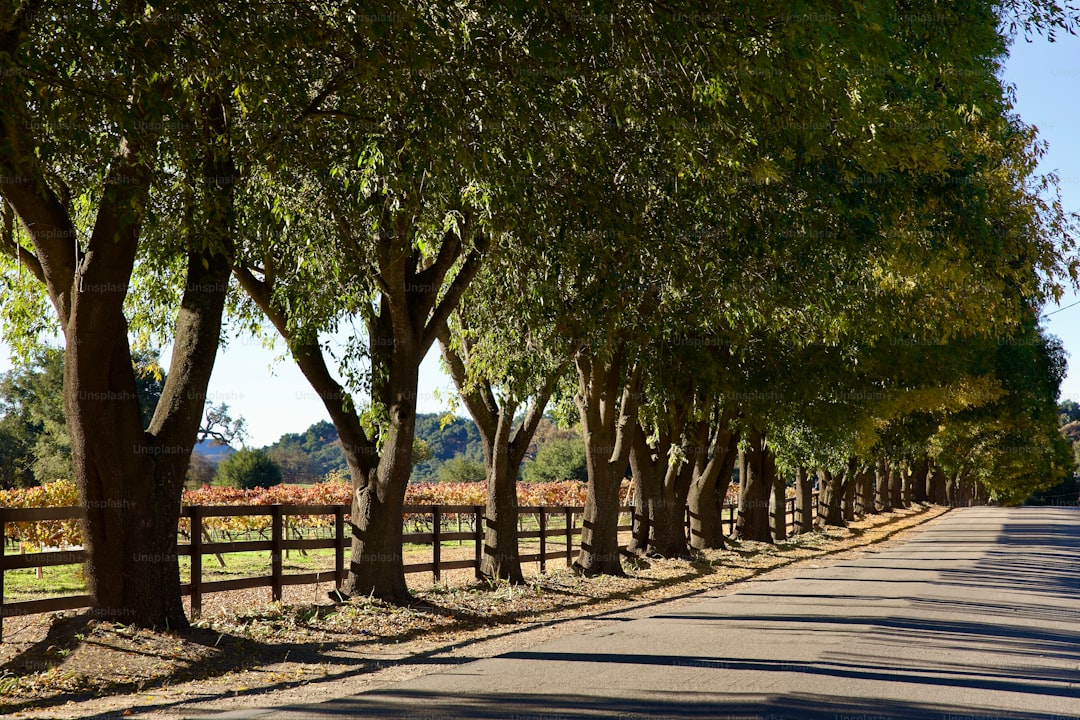 22°C Değerinde Soğuk Sıkım ile En Tatlı Sızma Zeytinyağı - olive grove