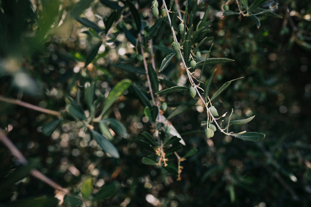 22°C Değişik Sızma Zeytinyağı Türleri ve Soğuk Sıkım - olive grove
