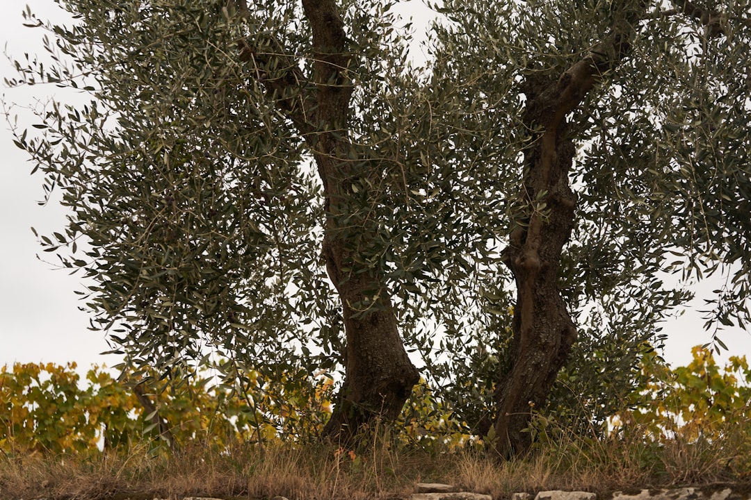 22°C Soğuk Sıkım İçin En Uygun Sızma Zeytinyağı Türleri - olive orchard