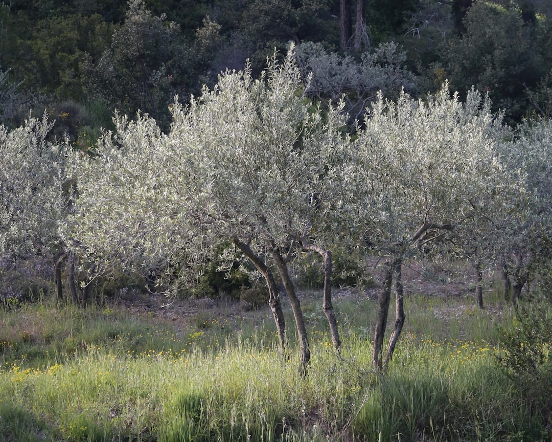 3% Altında Asitli Zeytinyağının Tüketim Alışkanlıkları - olive orchard