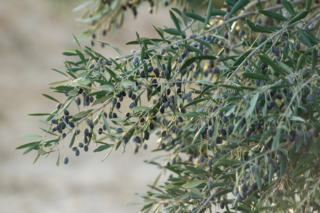 Aromasız Zeytinyağında Hafif Mucizeler - olive oil production