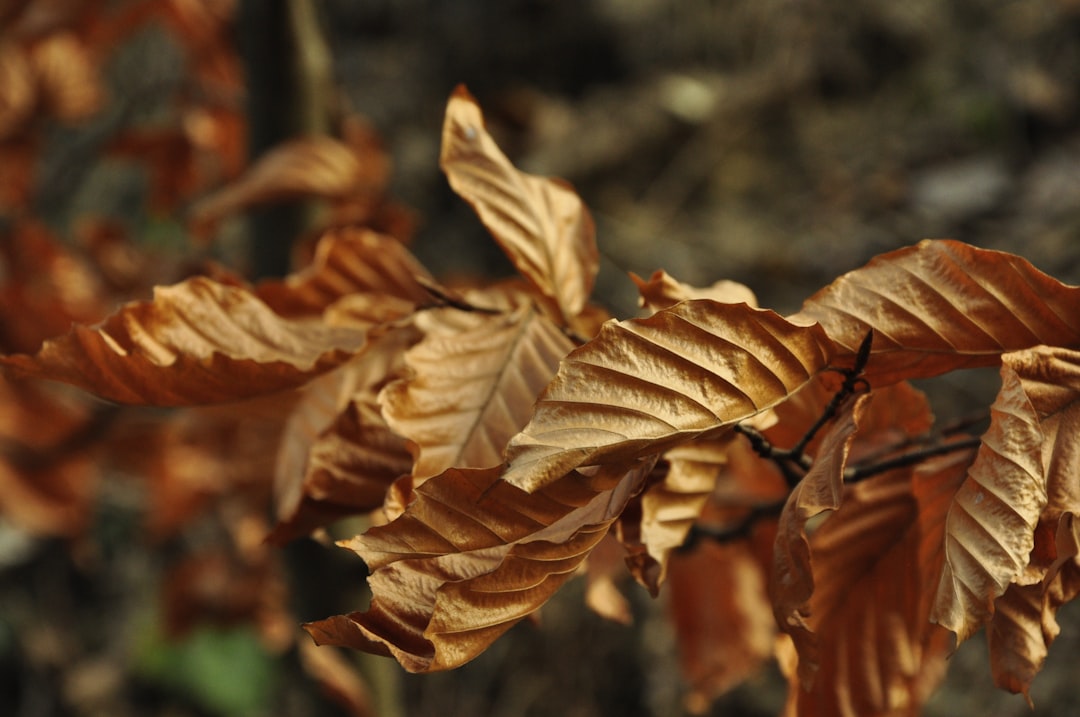 Aromatik Yağla Taze Sebzeleri Nasıl Şekillendiririz - kekik leaves