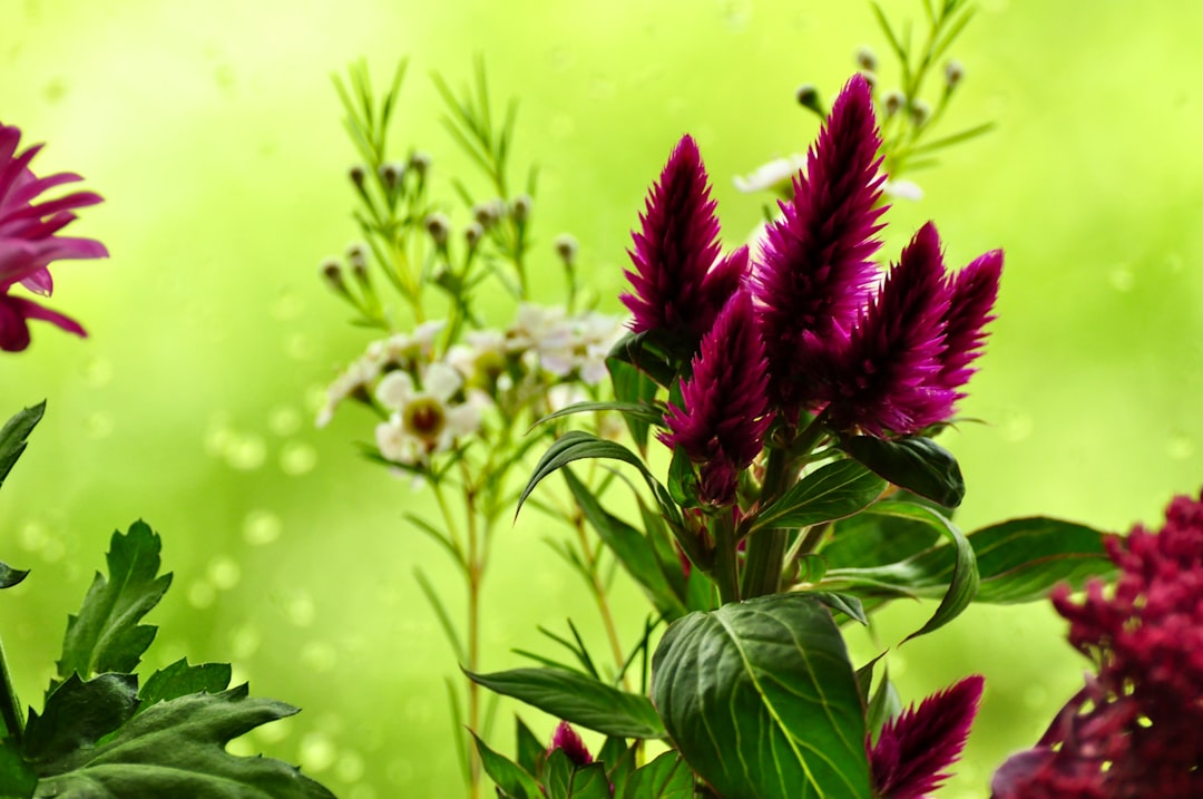 Aromatik Yağların Narenciye Kıymeti Limon Kabuğu