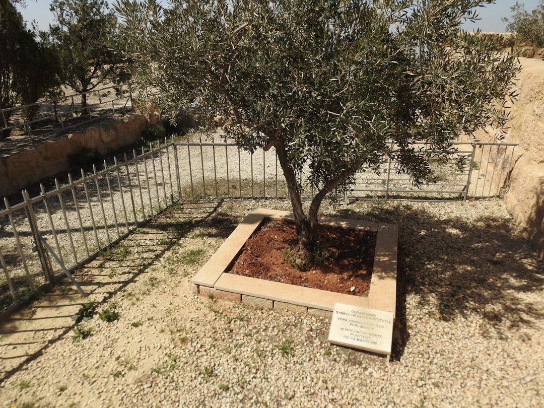Ayvalık Erken Hasat Zeytinyağının Büyüleyici Aroması - early harvest olives