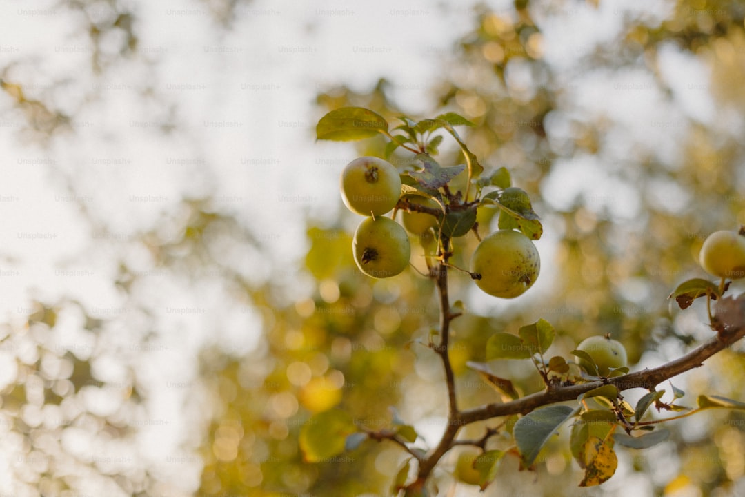 Ayvalık Organik Sertifikalı Zeytinyağı Hikayesi - olive harvest hands