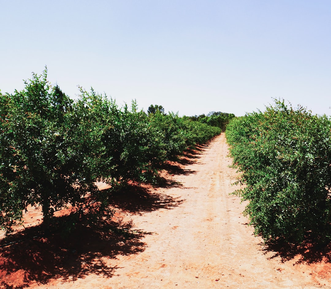 Ayvalık Organik Zeytinyağının Eşsiz Aroması