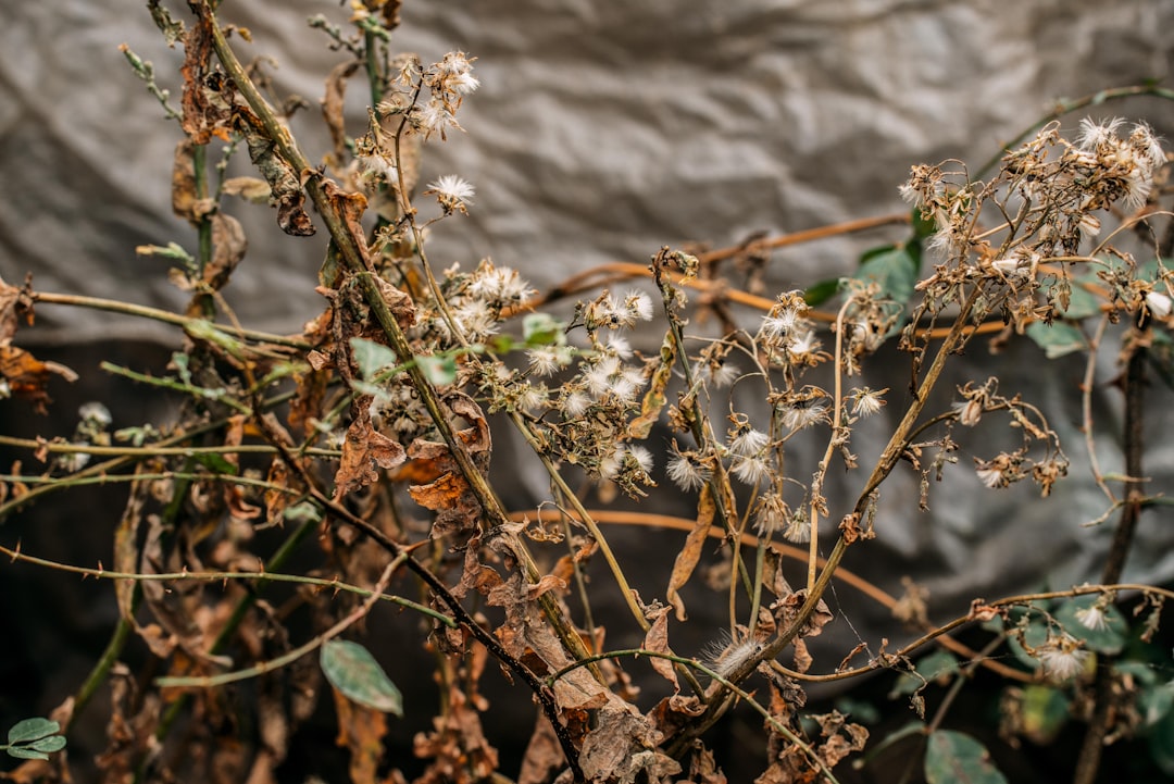 Ayvalık Zeytinyağı 27°C İle Kırılan Kalite Kuralı - Ayvalık zeytinyağı üretimi