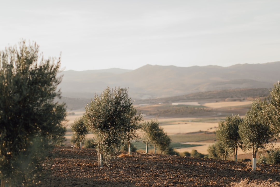 Ayvalık Zeytinyağı Doğal Güç ve Gelenek