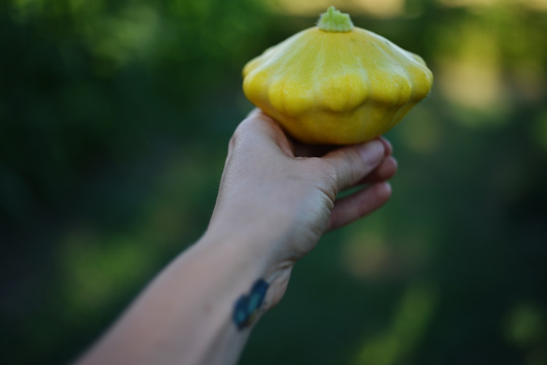 Ayvalık Zeytinyağı Erken Hasatın Lezzet Sırları - zeytin hasadı