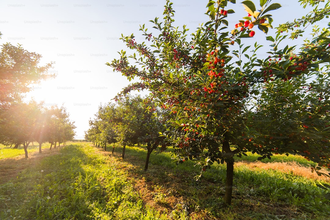 Ayvalık Zeytinyağının Sırları ve Sözleşmesi - Ayvalık olive grove