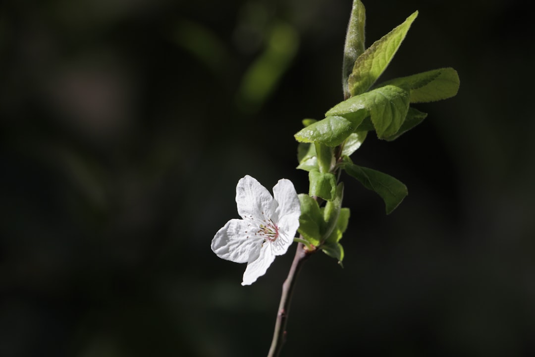 Biberiye Aromalı Yağın Sağlıklı Yönleri - biberiye bitkisi