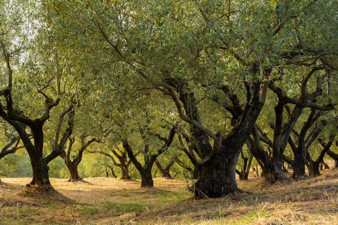 Bodur Zeytin Çeşidinde Milas Zeytinyağının Lezzet Dengeleme Sanatı - olive tree