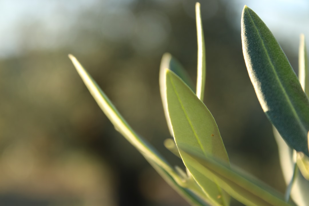 Bodur Zeytin Çeşidinin Ege Coğrafyasında Yolculuğu