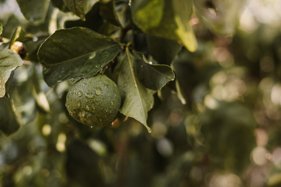 Bodur Zeytin Çeşidiyle Milas Zeytinyağının Efsanevi Sıcaklığı