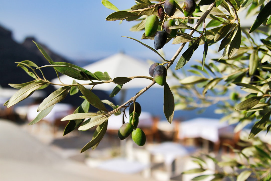 Çelik Tanklı Soğuk Sıkım Sızma Zeytinyağı İncelemesi - olive orchard