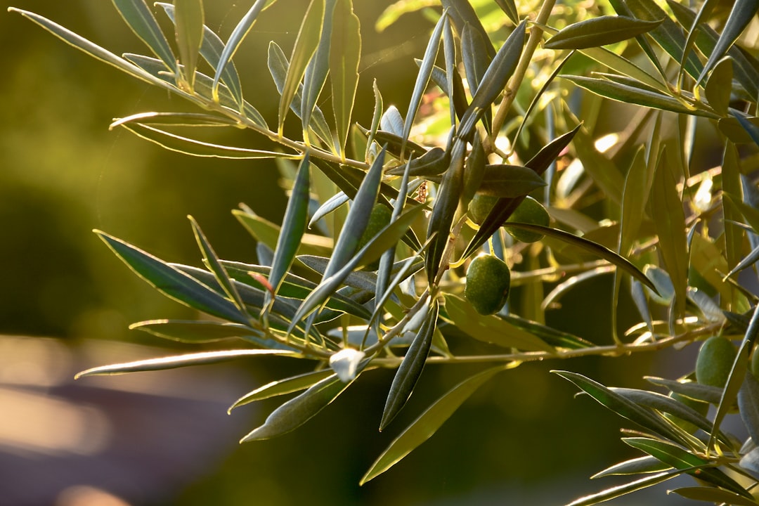 Coğrafi İşaretli Ege Yağları Ayvalık Aromaları 27°C - olive oil aroma