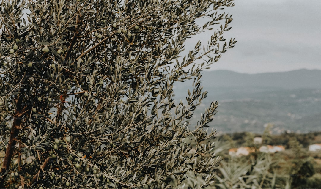 Coğrafi İşaretli Yağlar ve Kültürel Miras - olive orchard in Ege