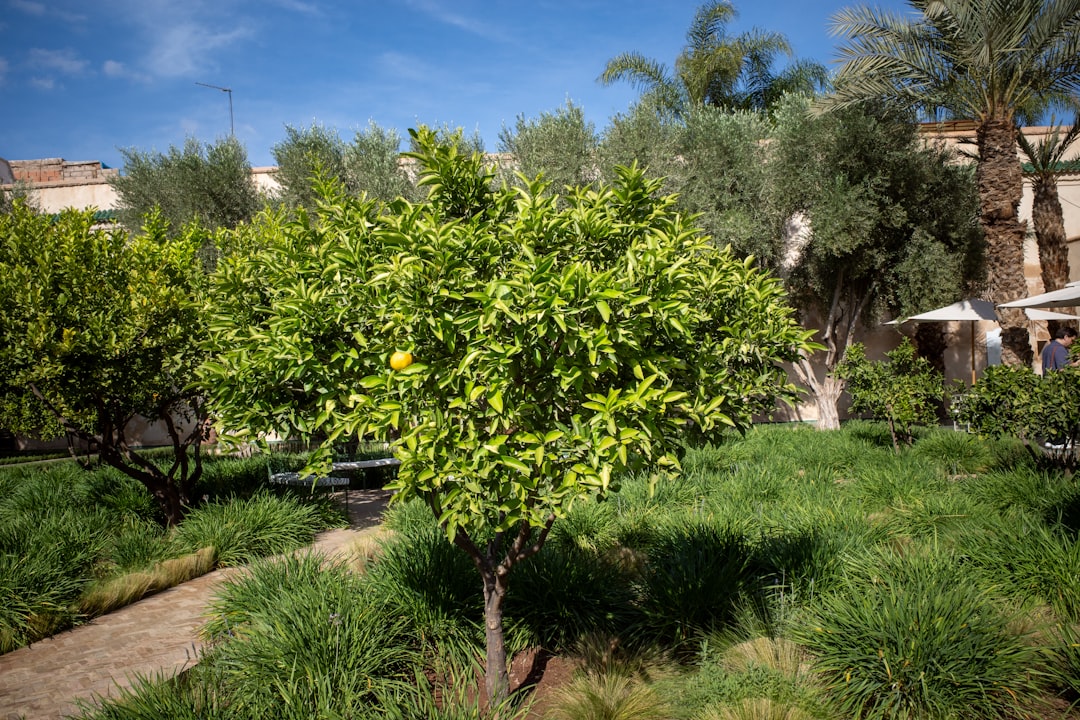 Coğrafi İşaretli Yağların Ege’deki Yeri - olive orchard