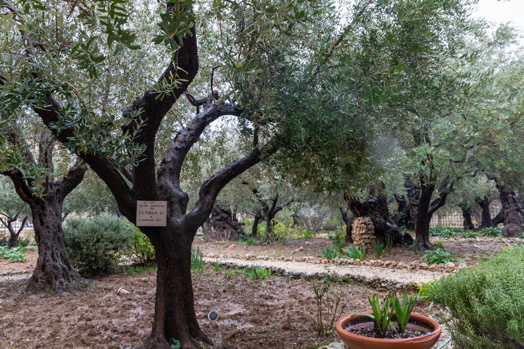 Coğrafi İşaretli Yağların Ekonomik Değeri - olive oil production