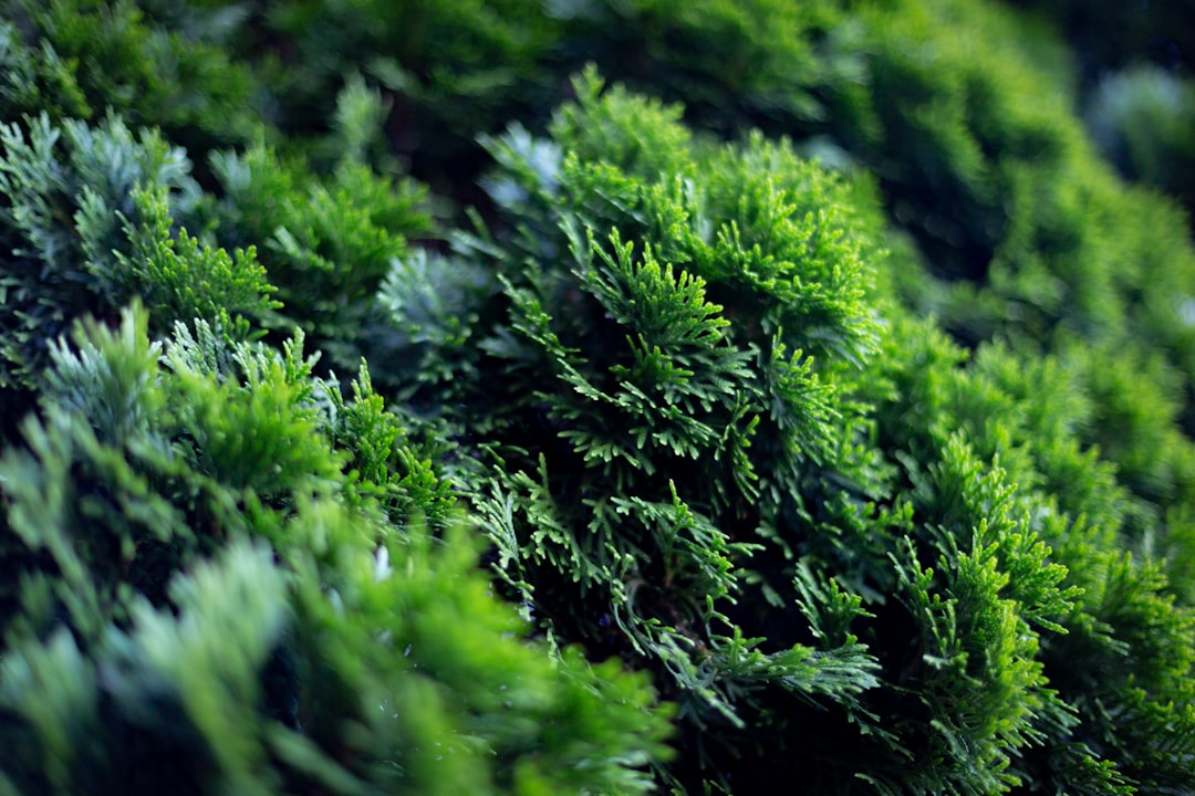 Coğrafi İşaretli Yağların Sağlık Üzerindeki Etkileri - green economy