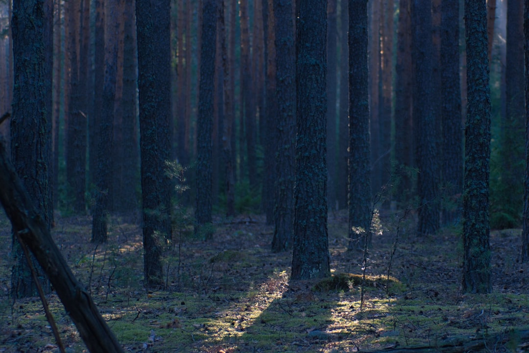 Denizli'nin Yamalak Sarısı Yağı Coğrafi İşaretle Tanıtma Rehberi - Yamalak çam ormanı