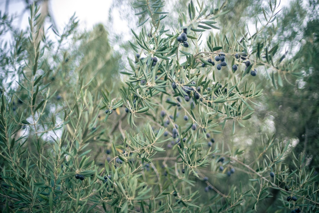 Doğal Soğuk Sıkım Zeytinyağı Alım Rehberi