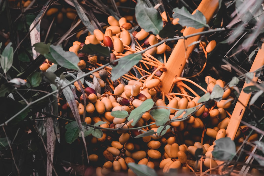 Doğal Soğuk Sıkım Zeytinyağı Alım Rehberi - zeytin tarlası