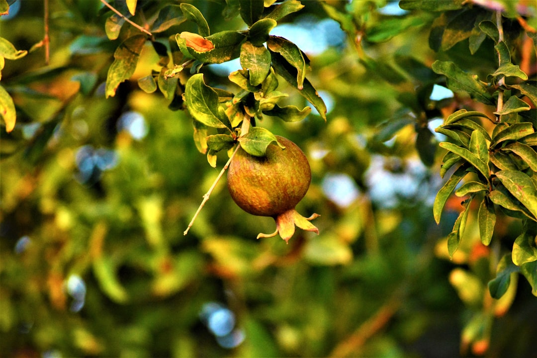 Doğal Zeytinyağı Seçiminin Önemi - olive orchard