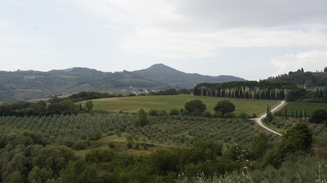 Doğallığın En Saf Hali Sızma Zeytinyağında Soğuk Sıkım - olive harvest