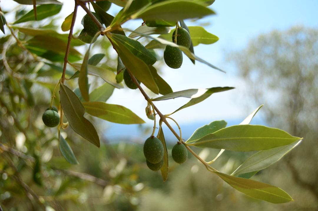 Düşük Asitli Sızma Zeytinyağı Miktarları - olive oil extraction