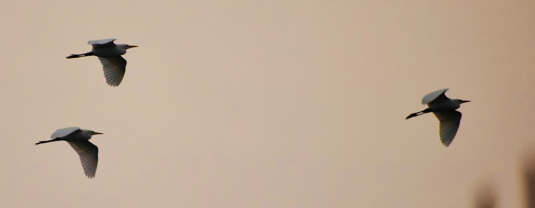 Edremit Körfezi Yağları ve Taş Baskının Kültürel Değeri