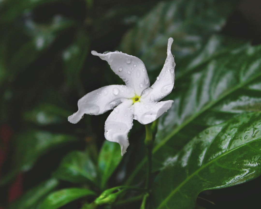 Edremit Körfezinde Çiçekten Gelen Yağların Aroması - flower aroma extraction