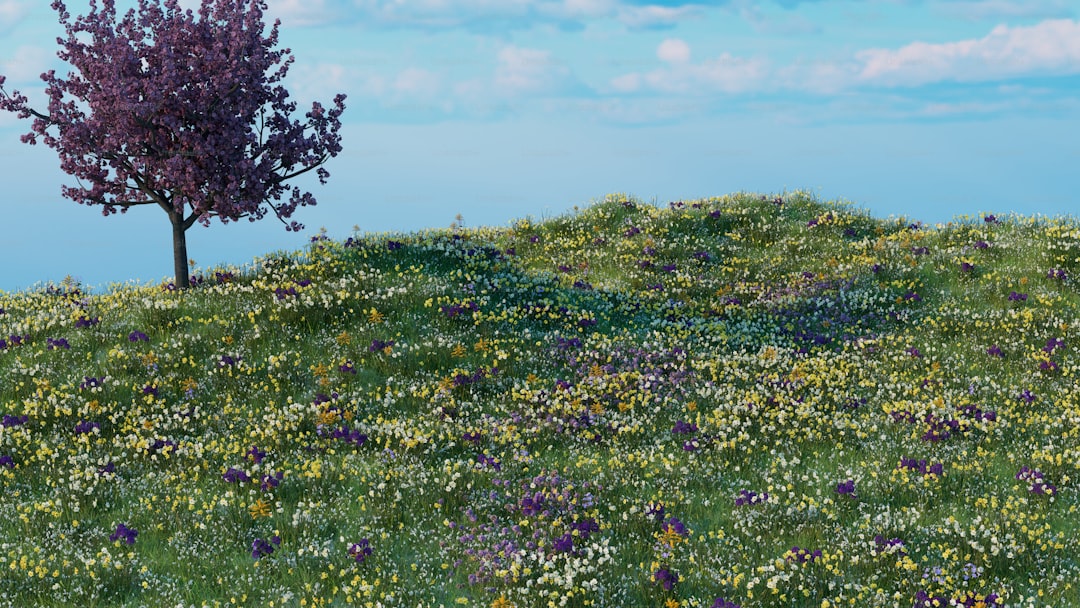 Ege Coğrafi İşaretli Yağlar Ayvalık'ın Gururu - Ayvalık olive grove