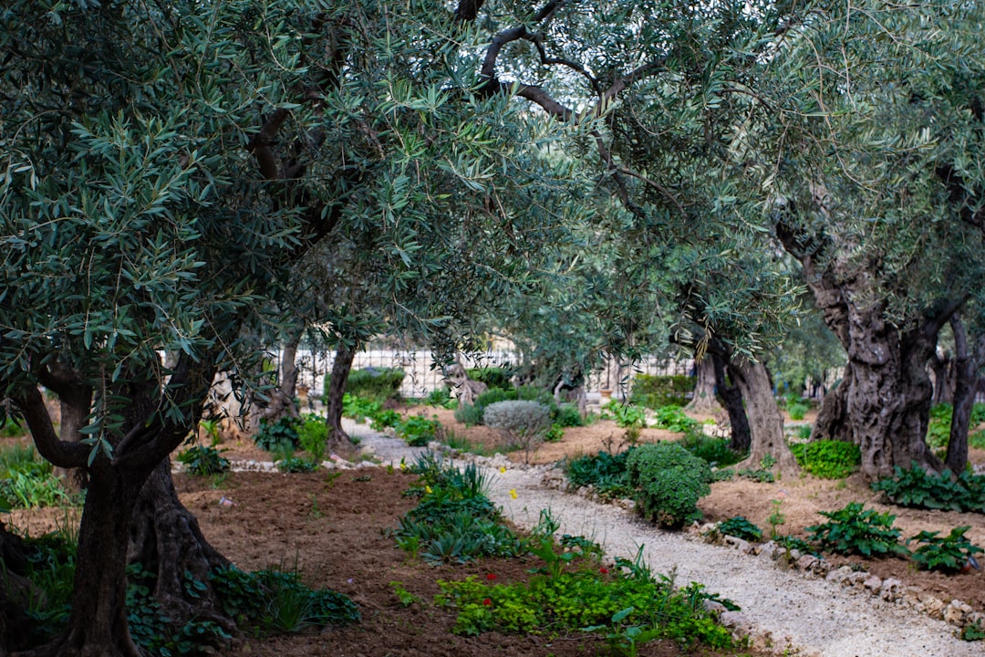 Ege Coğrafi İşaretli Yağlarıyla Milas’ın Kaba Zeytinyağı - Milas olive grove