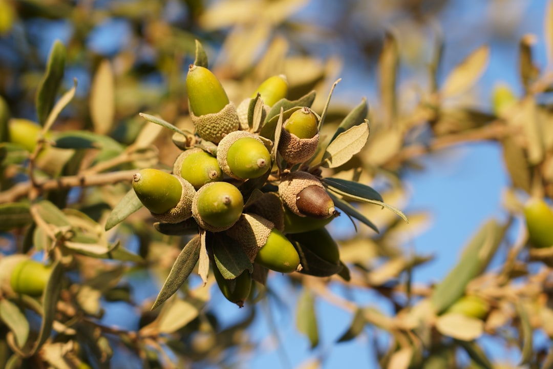 Ege Zeytinyağı Hediye Seti Milas ile Gelen Şıklık - olive grove in Milas