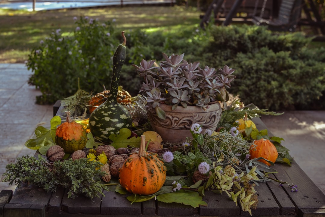 Ege’nin Coğrafi İşaretli Yağları Ayvalık’ın Saklı Mirası - Early harvest scene
