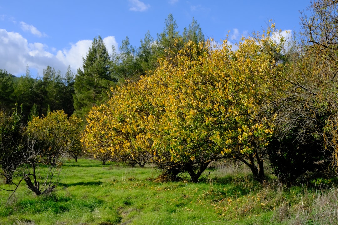 Ege'nin Coğrafi İşaretli Yağları Milas Hediye Seti İle Gelen Gurur - Milas olives in orchard