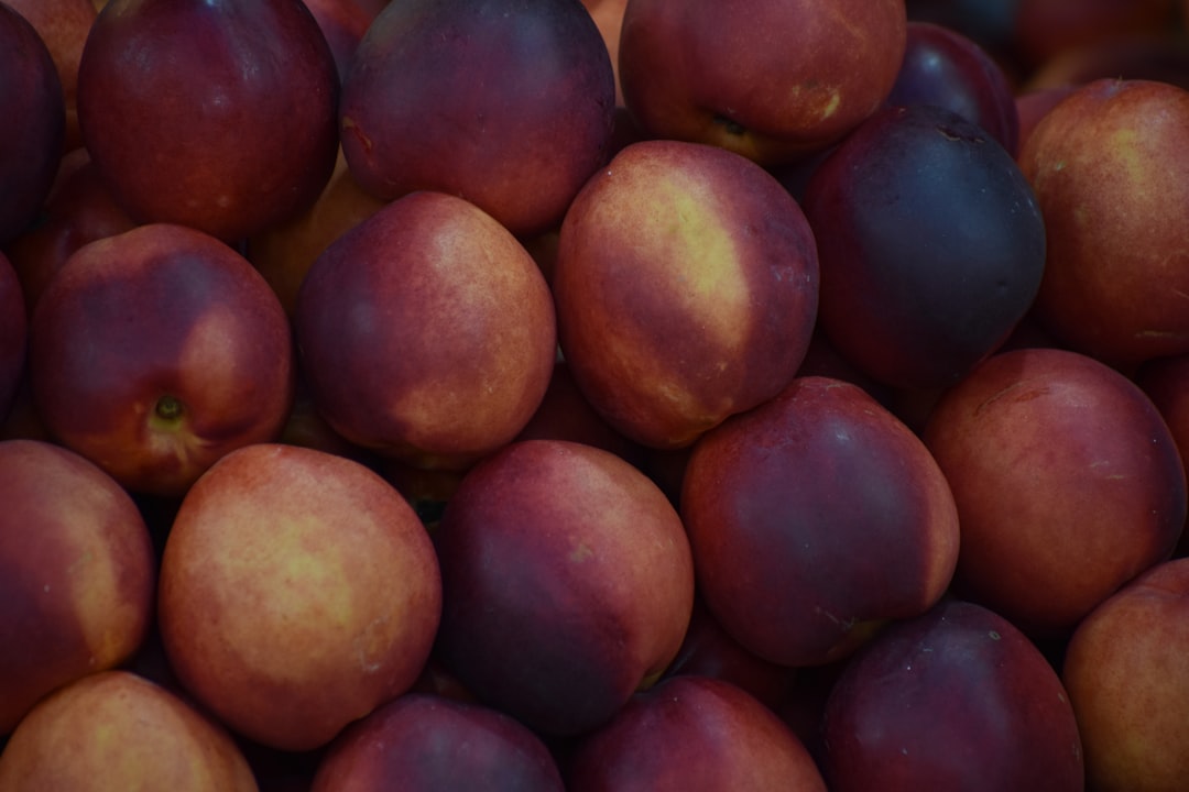 Ege’nin Coğrafi İşaretli Yağları Milas Zeytinyağında Global Etki Yaratıyor - Milas zeytinyağı tarlası