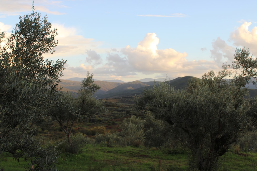 Ege'nin Doğal Zeytinyağı Yolculuğu: Milas Kaba