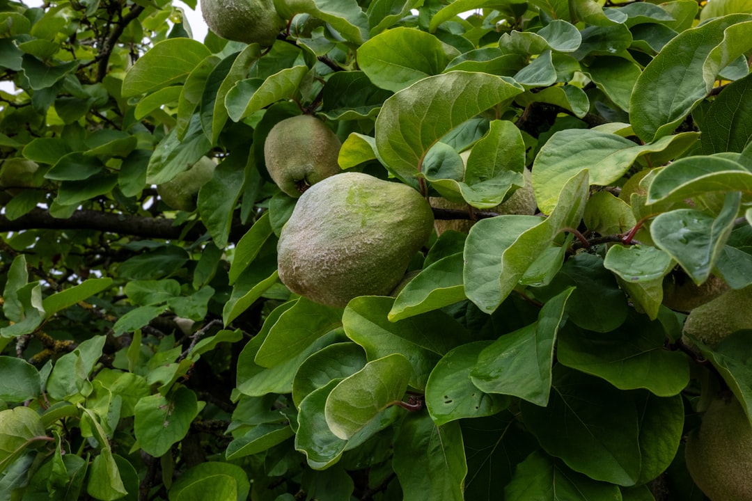 Ege'nin En Özel Yağı: Milas Zeytinyağı ve Bodur Çeşidi - zeytin ağacı