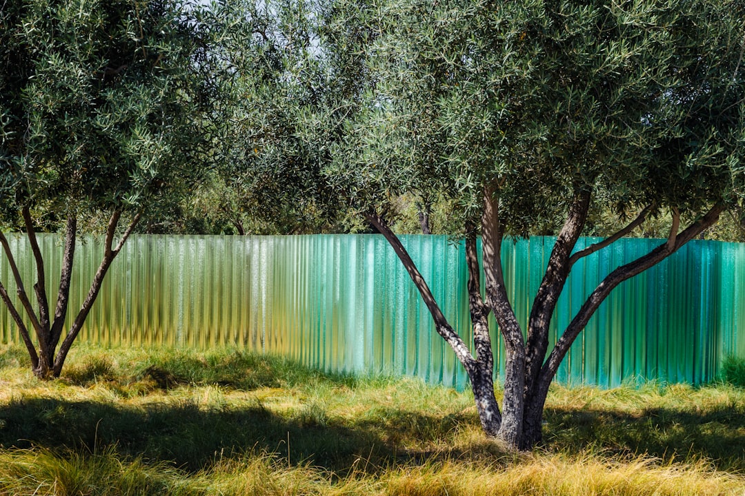 Ege'nin En Saf Zeytinyağı Ayvalık Organik - Ayvalık olive orchard