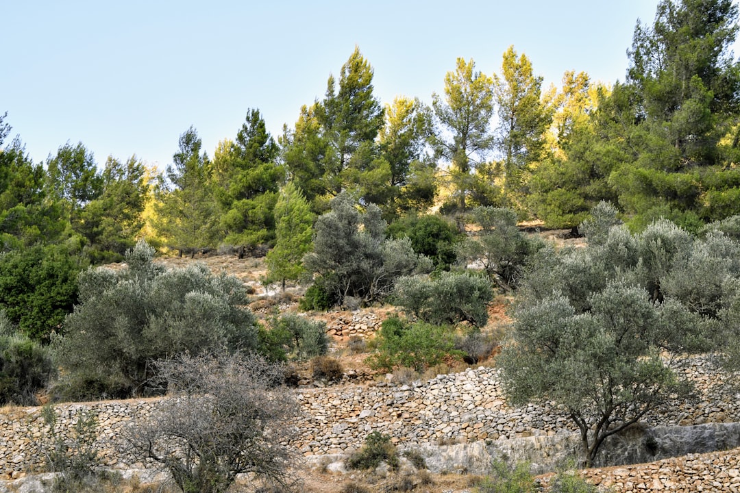 Ege’nin Kaba Zeytinyağına Milas Dokunuşu - Milas olive grove