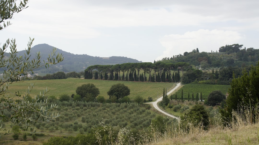 Ege'nin Lezzetli İşaretli Yağları Ayvalık Zeytinyağı - olive grove