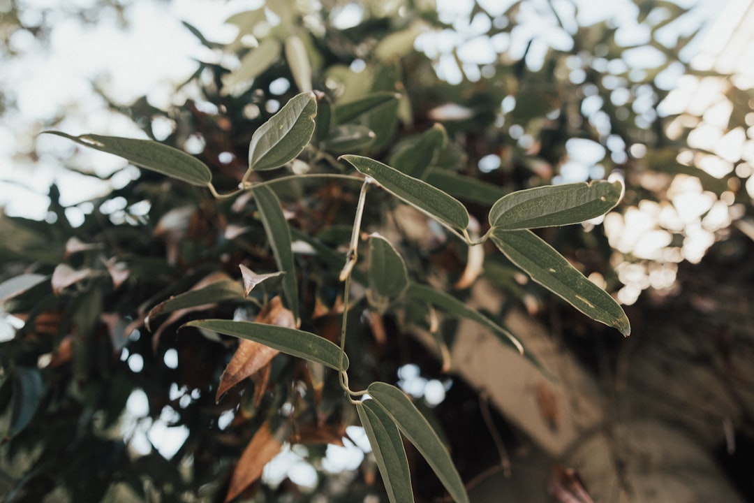 Ege'nin Saf Yağlarında Trilye Çeşidinin İzleri - olive orchard