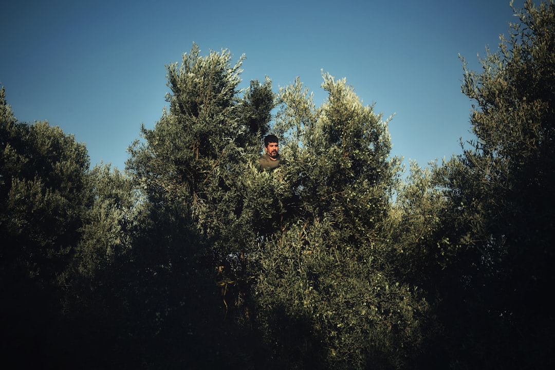 Ege’nin Saklı Yağları Memecik Hakkında Her Şey