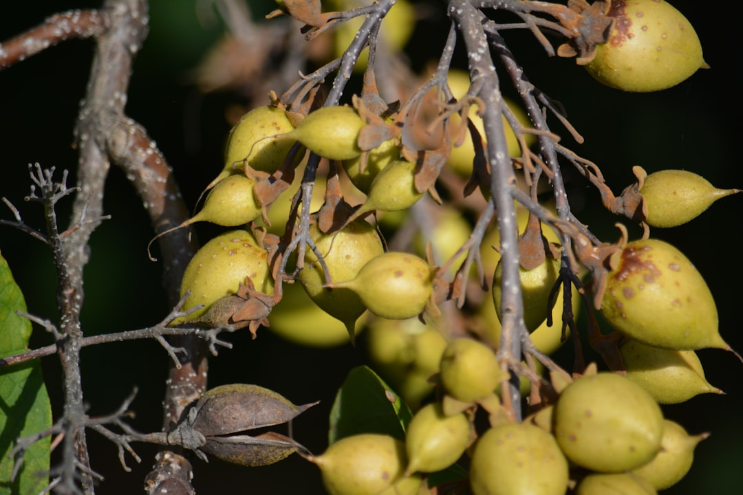 Ekonomik Büyük Boy Zeytinyağı Naturel Birinci'nin Sırrı - olive orchard