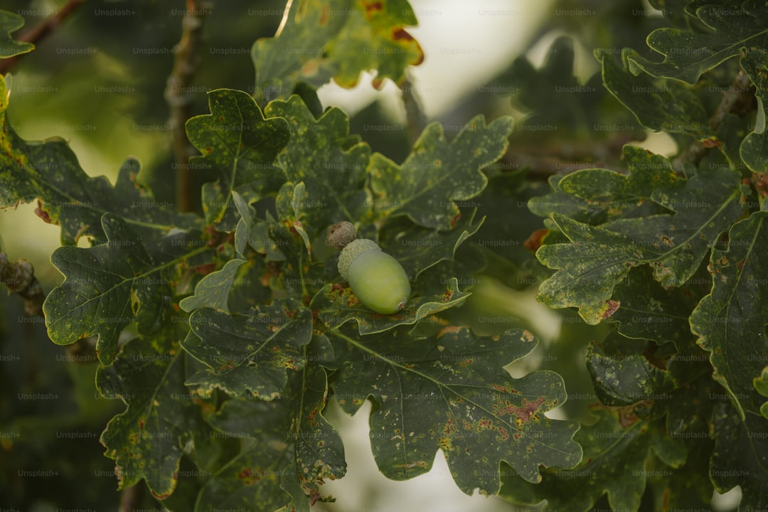 Erken Hasat ile Soğuk Sıkım Zeytinyağının Özel Lezzetleri - zeytin ağaçları