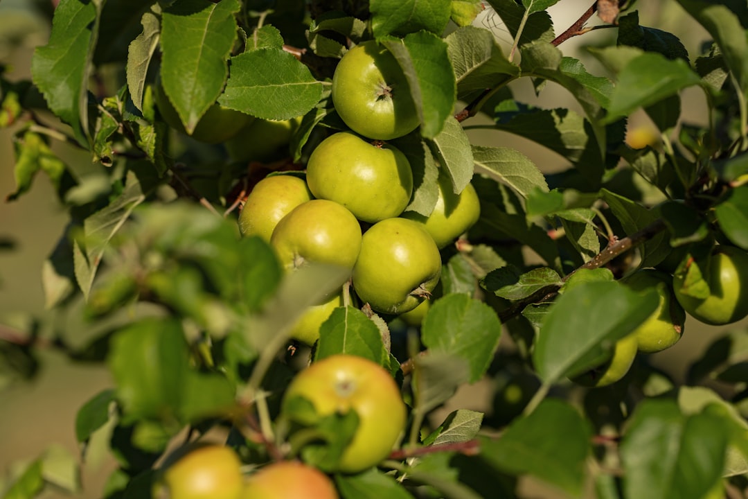 Erken Hasat Sızma Zeytinyağının Sırları - olive orchard