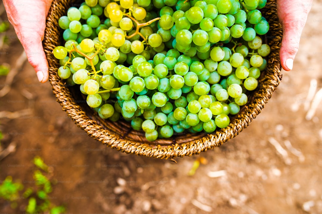 Erken Hasat Sızma Zeytinyağının Taze Tüketim Önemi - early harvest olives