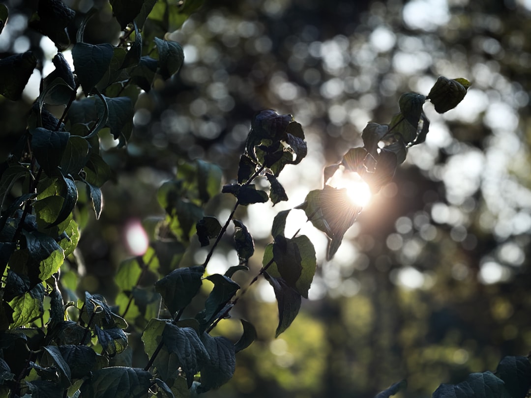 Erken Hasat Zeytinlerinden Organik Sızma Zeytinyağı Nasıl Yapılır - olive orchard